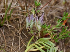 Chloropyron maritimum maritimum