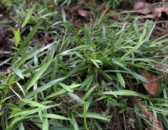 Dichanthelium ensifolium