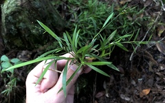 Dichanthelium ensifolium