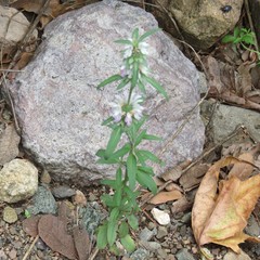 Monarda citriodora austromontana