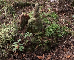 Dichanthelium ensifolium