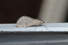 Cornifrons ulceratalis