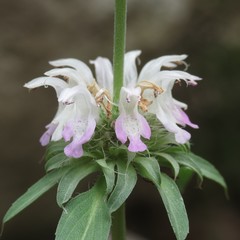 Monarda citriodora austromontana