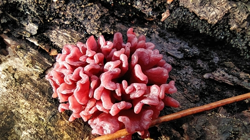 Purple Jellydisc photographed in Belarus
