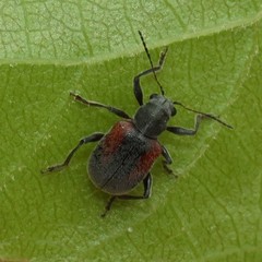 Neofidia humeralis