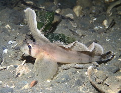 Nautichthys oculofasciatus