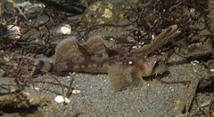 Nautichthys oculofasciatus