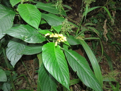 Besleria grandifolia