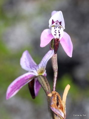 Disa obliqua clavigera