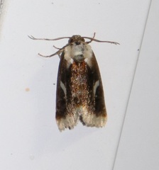 Chrysoecia requies