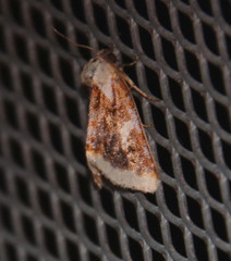 Chrysoecia requies