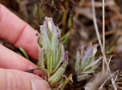 Chloropyron maritimum maritimum