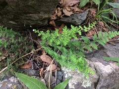 Myriopteris fendleri