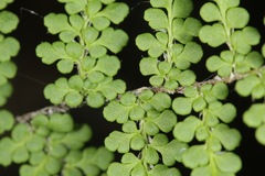 Myriopteris fendleri