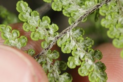 Myriopteris fendleri