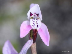 Disa obliqua clavigera