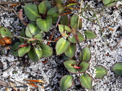 Disa obliqua clavigera