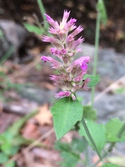 Agastache breviflora