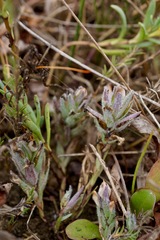Chloropyron maritimum maritimum