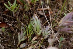Chloropyron maritimum maritimum