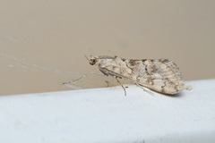 Cornifrons ulceratalis