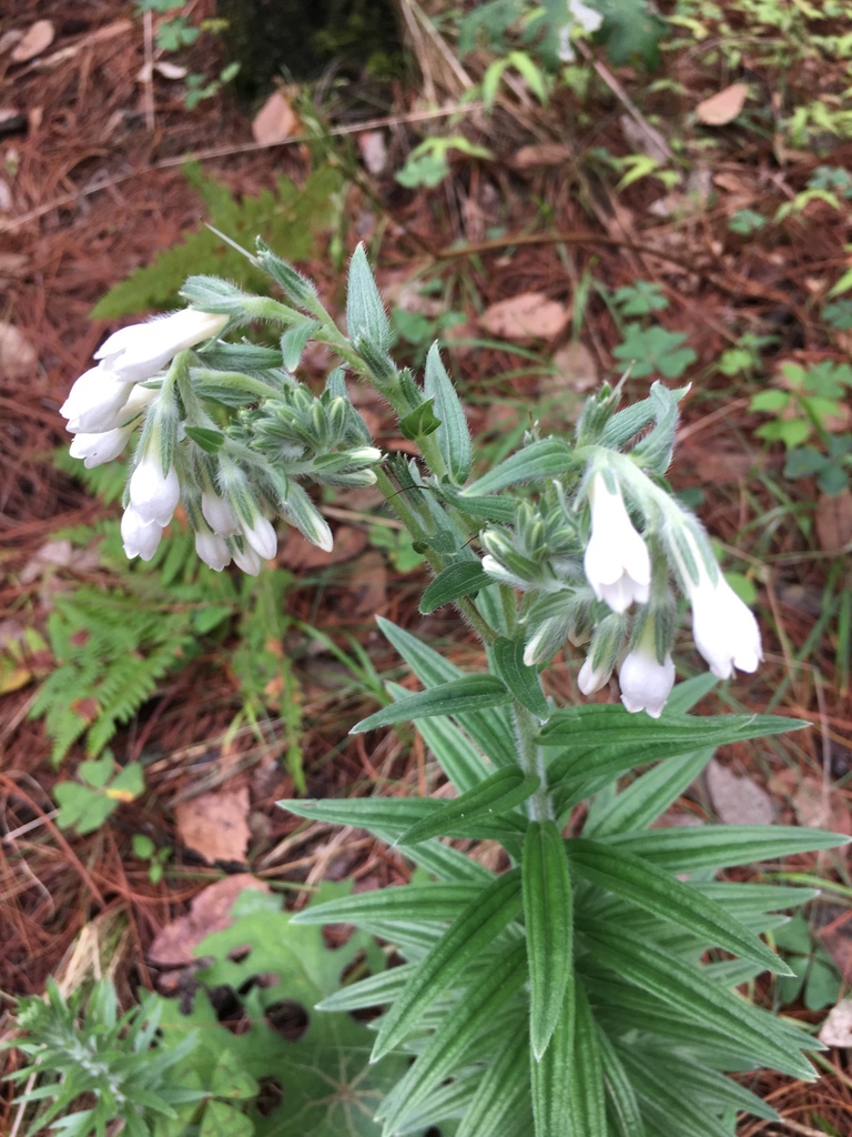 Lithospermum trinervium