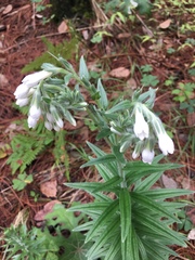 Lithospermum trinervium