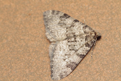 Nebula ibericata