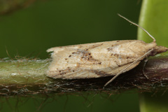 Clepsis coriacanus