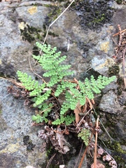 Myriopteris fendleri