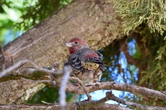 Haemorhous mexicanus