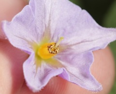 Solanum fendleri