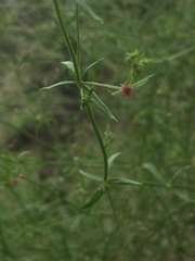 Galium wrightii