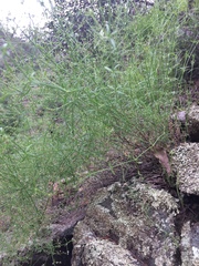 Galium wrightii