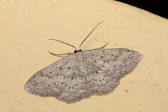 Scopula guancharia