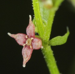 Galium wrightii
