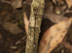 Episynlestes albicaudus