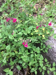 Salvia lemmonii