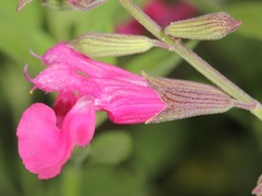 Salvia lemmonii