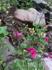 Salvia lemmonii