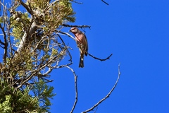 Haemorhous mexicanus