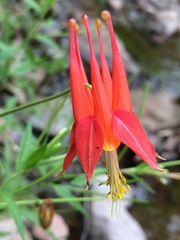 Aquilegia desertorum