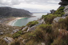 Aspalathus astroites