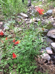 Aquilegia desertorum