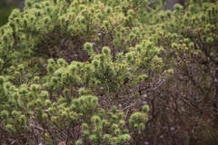 Aspalathus astroites