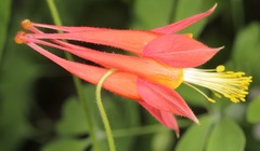 Aquilegia desertorum