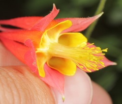 Aquilegia desertorum