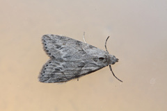 Gerarctia poliotis