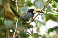 Red-Necked Aracari photo 1