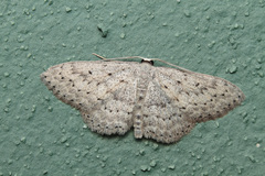 Scopula guancharia